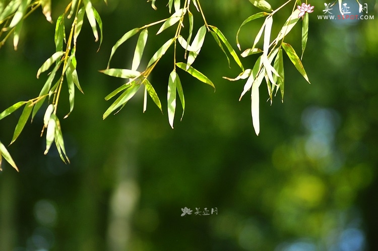 紫砂壶图片：竹节笔筒 张听刚装饰 文雅秀气 居不可无竹~ - 美壶网