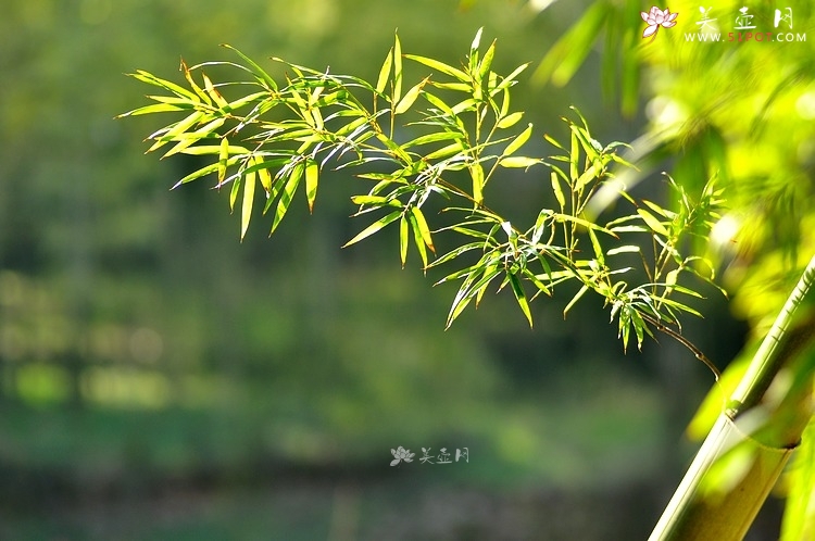 紫砂壶图片：竹节笔筒 张听刚装饰 文雅秀气 居不可无竹~ - 美壶网